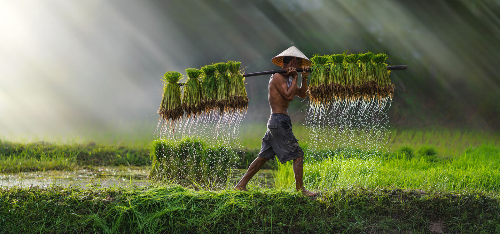 Man farming in Cambodia